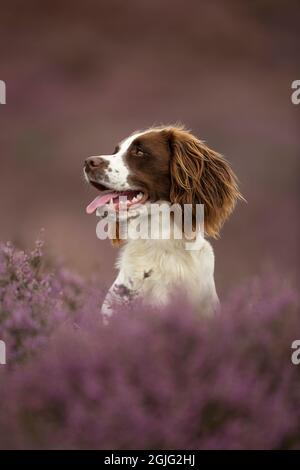 English Springer Spaniel puppy Stock Photo