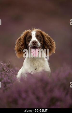 English Springer Spaniel puppy Stock Photo