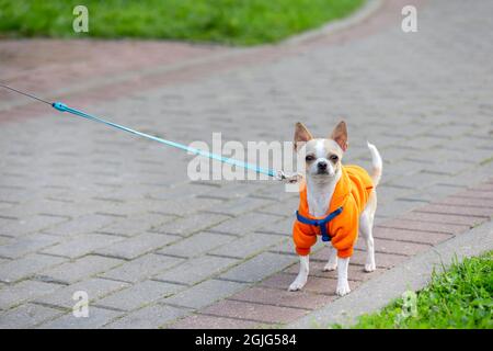 Cute chihuahua in colorful clothes on a leash walking in the street Stock Photo