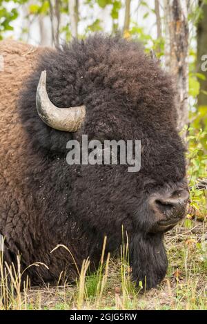 Large Male Plains Bison, Elk Island National Park, Alberta, Canada Stock Photo