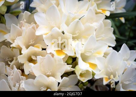 White and yellow Dune Kammetjie (Freesia leichtlinii) flowers Stock Photo