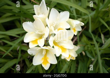White and yellow Dune Kammetjie (Freesia leichtlinii) flowers Stock Photo