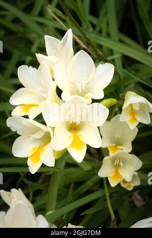 White Dune Kammetjie (Freesia leichtlinii) flowers Stock Photo