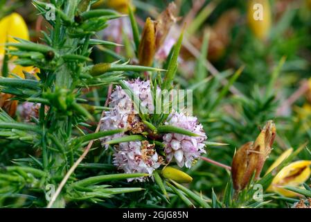 Common Dodder - Cuscuta epithymum on Western Gorse - Ulex gallii, Exmoor, Devon Stock Photo