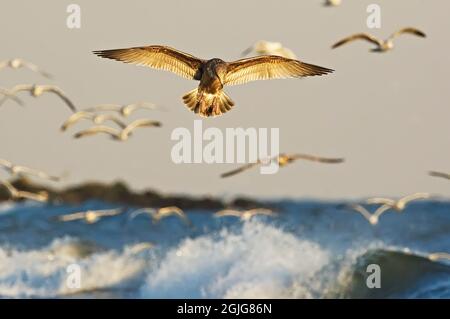 A flock of seagulls hovering over ocean in dramatic late afternoon light Stock Photo