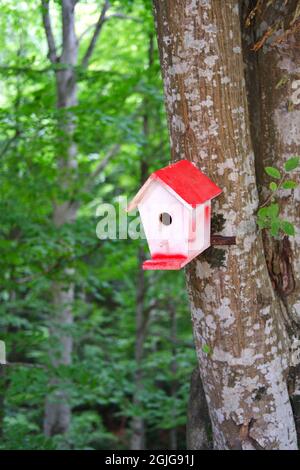 Handmade Wooden Birdhouse in Forest Stock Photo