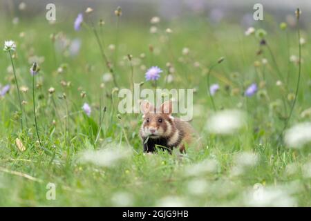 European hamster in the meadow. Hamster among the grass. European wildlife. Cute animals during summer season. Stock Photo