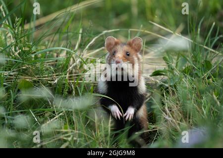 European hamster in the meadow. Hamster among the grass. European wildlife. Cute animals during summer season. Stock Photo