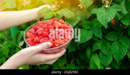 Freshly picked raspberries in hand of farmer. Summer healthy harvest. Berry harvesting. Selective focus Stock Photo