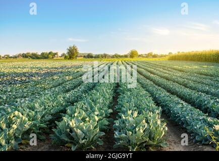 Broccoli plantations in the sunset light on the field. Cauliflower. Growing organic vegetables. Eco-friendly products. Agriculture and farming. Planta Stock Photo