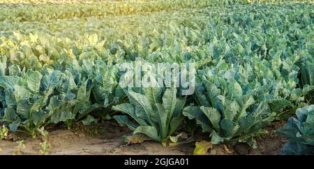 Broccoli plantations in the sunset light on the field. Cauliflower. Growing organic vegetables. Eco-friendly products. Agriculture and farming. Planta Stock Photo