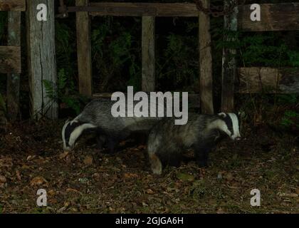 Badger (Meles meles) male and female, foraging in woodland, Dumfries, SW Scotland Stock Photo