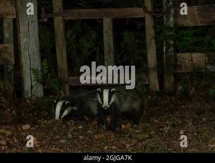 Badger (Meles meles) male and female, foraging in woodland, Dumfries, SW Scotland Stock Photo