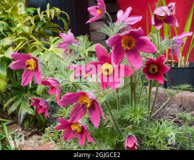 Close up of group of Pulsatilla vulgaris Rubra a deep red spring flowering fully hardy deciduous herbaceous perennial also called Pasque flower Stock Photo