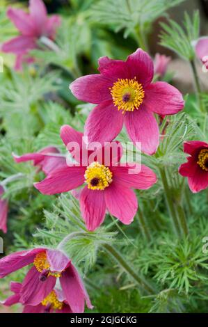 Close up of Pulsatilla vulgaris Rubra a deep red spring flowering fully hardy deciduous herbaceous perennial also called Pasque flower Stock Photo