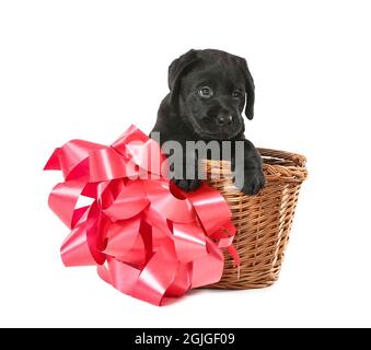 Cute Labrador puppy in basket on white background Stock Photo