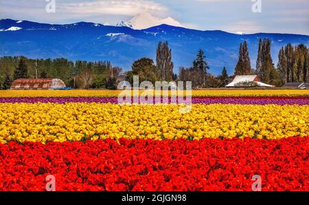 Red Yellow Tulips Flowers Mt Baker Skagit Valley Farm Washington State Pacific Northwest Stock Photo