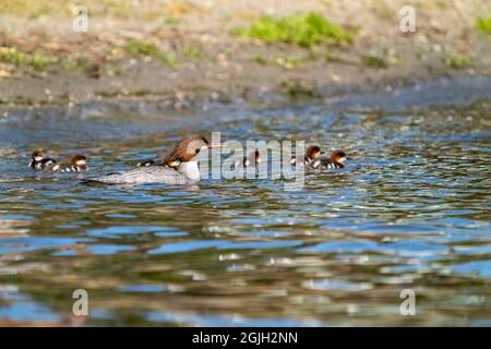 Issaquah, Washington, USA.  Female Common Merganser duck and her ducklings swimming in Lake Sammamish State Park. Stock Photo