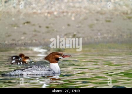 Issaquah, Washington, USA.  Female Common Merganser duck and her ducklings swimming in Lake Sammamish State Park. Stock Photo