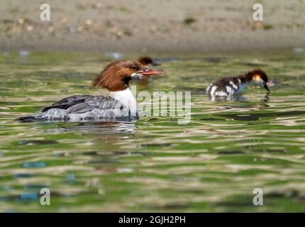 Issaquah, Washington, USA.  Female Common Merganser duck and her ducklings swimming in Lake Sammamish State Park. Stock Photo