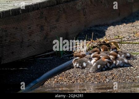 Issaquah, Washington, USA.  Flock of Common Merganser ducklings huddled together in Lake Sammamish State Park. Stock Photo