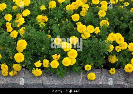 Tagetes patula 'Bonanza yellow' flowers. Stock Photo