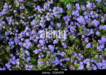 Ageratum houstonianum ‘Bumble Blue’ Stock Photo - Alamy