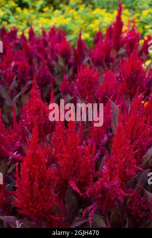 Celosia 'New Look' plumed cockscomb. Stock Photo