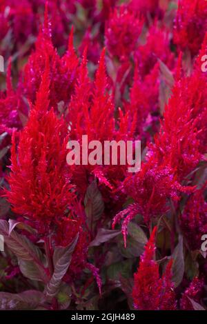 Celosia 'New Look' plumed cockscomb. Stock Photo