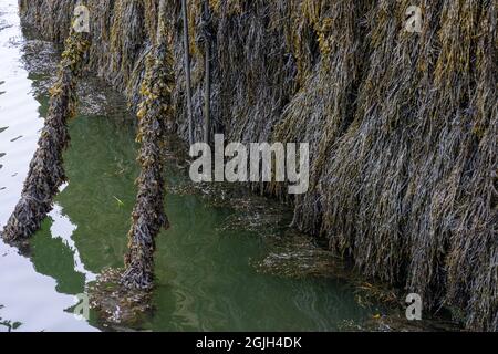 Rockland, Maine, USA.  Seaweed growing on a stone wall at a pier Stock Photo