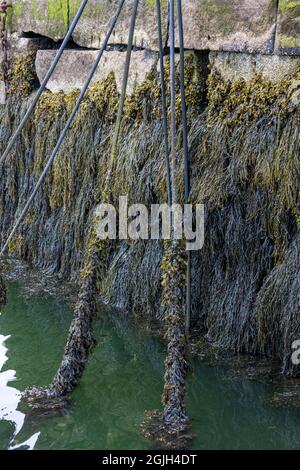 Rockland, Maine, USA.  Seaweed growing on a stone wall at a pier Stock Photo