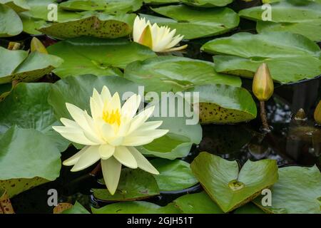 Boothbay Harbor, Maine, USA.  Coastal Maine Botanical Gardens.  Yellow Water Lily (Nymphea mexicana)