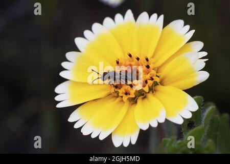 Insect collecting nectar on a tiny tidytips flower Stock Photo