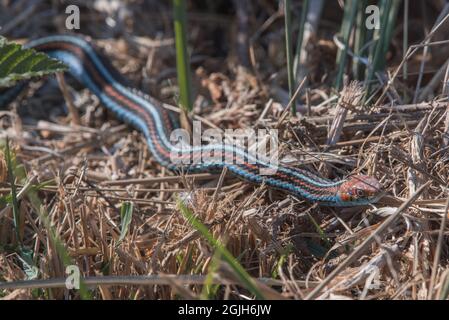 Endangered San Francisco Garter Snake (Thamnophis Sirtalis Tetrataenia ...