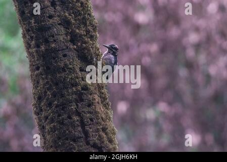 A hairy woodpecker (Leuconotopicus villosus) perched on a tree in Point reyes national seashore in Marin county, California, USA. Stock Photo