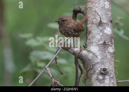 Pacific Wren (Troglodytes pacificus) from the forest in Point Reyes National Seashore in Marin County, California. Stock Photo