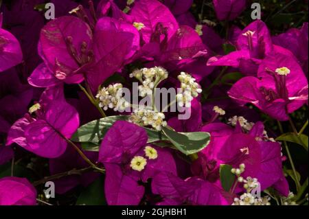 Here is a blend of 2 different flowers - the purple of a Bougainvillea (Bougainvillea Glabra) and a Cotoneaster tree (Cotoneaster Frigidus).
