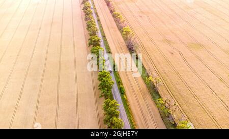 Drone flying over road between wheat fields during dawn sunset. Stock Photo