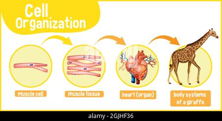 Diagram showing cell organization in a giraffe illustration Stock Vector