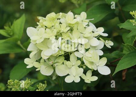 a beautiful white panicle of hydrangea paniculata between green foliage Stock Photo