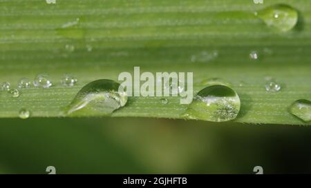 close-up of clear water drops on a green leave of tradescantia Stock Photo
