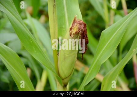 closeup the green ripe corncob growing with plant and leaves over out of focus green background. Stock Photo