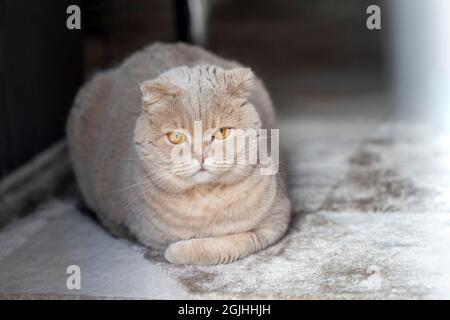Cute scottish fold cat relaxing at home, portrait Stock Photo