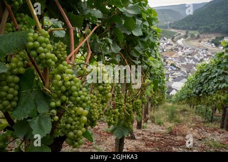 10 September 2021, Rhineland-Palatinate, Hönnimgen: Grapes almost ready for harvest are hanging in the vineyards above Dernau on the Ahr river. The community was strongly affected by the flood disaster. Photo: Thomas Frey/dpa Stock Photo