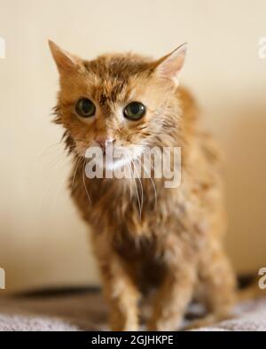 1,170 Angry Cat Bath Images, Stock Photos, 3D objects, & Vectors