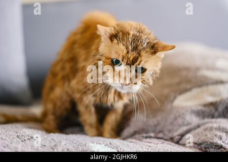 Old ginger cat is washed after taking a bath. Stock Photo