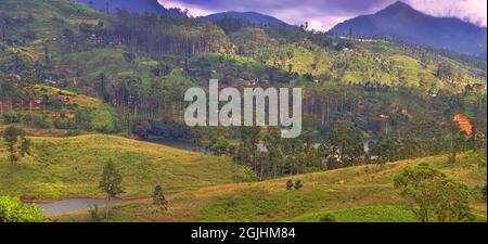 Central plateau in Sri Lanka: cloud forests and tea plantations - 150 years of confrontation. The planters won (less than 10 percent of Hylea remained Stock Photo