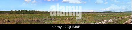 Cut over land. Panorama of continuous cutting in the northern forests Stock Photo