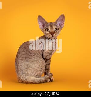 Warm brown tabby Devon Rex cat kitten, sitting backwards. Looking towards camera with golden eyes. Isolated on an orange yellow background. Stock Photo