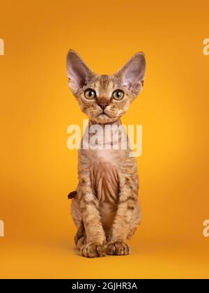 Warm brown tabby Devon Rex cat kitten, sitting facing front. Looking towards camera with golden eyes. Isolated on an orange yellow background. Stock Photo